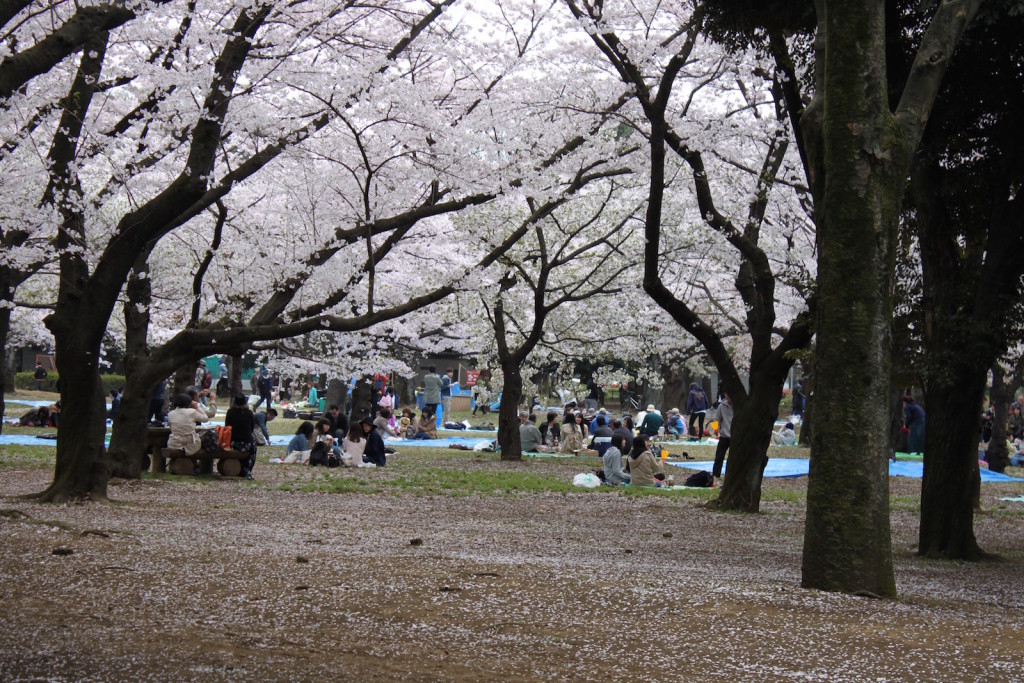 KirschblüteJapan10