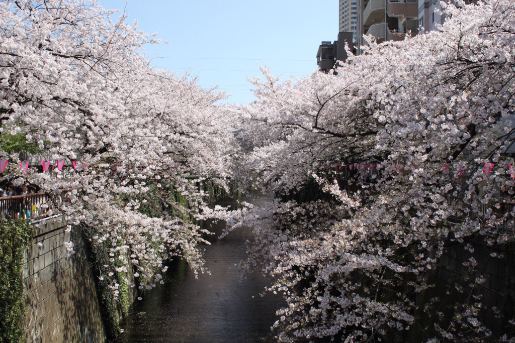 KirschblüteJapan2