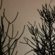Baum, Zweig, Nebel, Schwarzweiß, Pflanze, Silhouette, Natur, monochrom