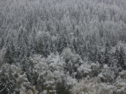 draußen, Pflanze, Frost, Gefrieren, Winter, Baum, Schnee, Natur, Nadelbaum, Bedeckt, Feld, Landschaft, Wald