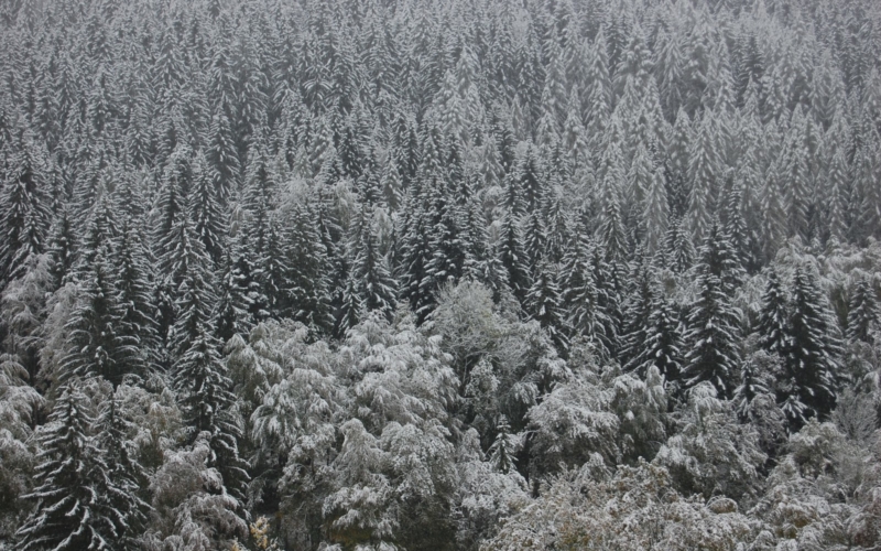 draußen, Pflanze, Frost, Gefrieren, Winter, Baum, Schnee, Natur, Nadelbaum, Bedeckt, Feld, Landschaft, Wald