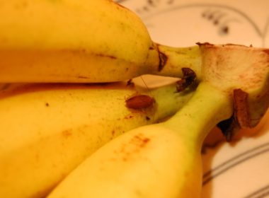 Frucht, Banane, Saba-Kochbanane, Essen, Kochbanane, Produkt, Naturkost, Lokale Speisen, Schale, Matoke, Vollwertkost, Im Haus