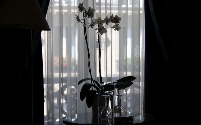 Vase, Im Haus, Fenster, Zimmerpflanze, Blume, Blumentopf, Vorhang, Licht, Wand, Glas, Pflanze