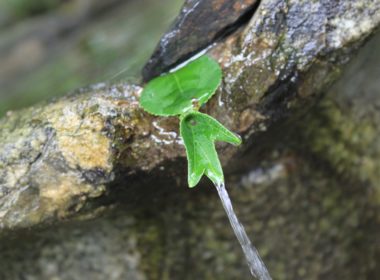 draußen, Blatt, Grün, Zweig, Natur, Pflanze