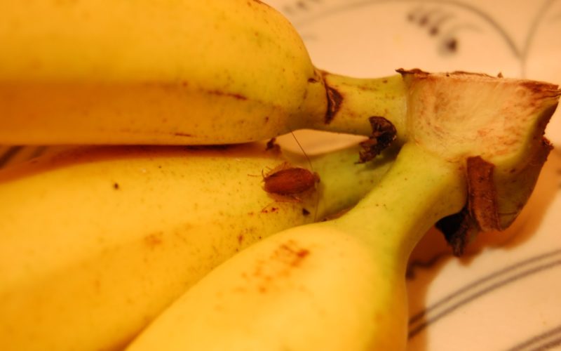 Frucht, Banane, Saba-Kochbanane, Essen, Kochbanane, Produkt, Naturkost, Lokale Speisen, Schale, Matoke, Vollwertkost, Im Haus