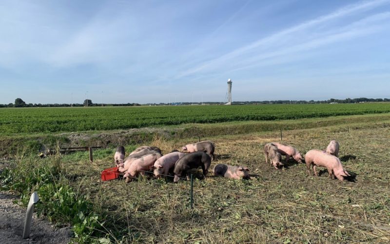 draußen, Himmel, Gras, Wolke, Pflanze, Feld, Grasland, Schwein, Weide, Landwirtschaftsbetrieb, Flachland, Prärie, Wiese, Säugetier, Gelände, Tier