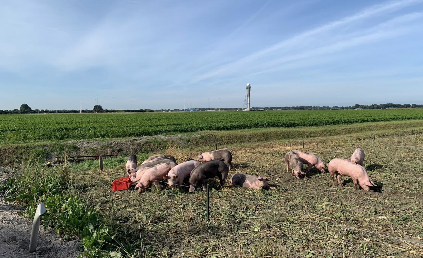 draußen, Himmel, Gras, Wolke, Pflanze, Feld, Grasland, Schwein, Weide, Landwirtschaftsbetrieb, Flachland, Prärie, Wiese, Säugetier, Gelände, Tier