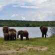 draußen, Tier, Säugetier, Wolke, Elefant, Gras, Himmel, Elefanten und Mammuts, Wasser, Indischer Elefant, Pflanze, Baum, Asiatischer Elefant, Afrikanischer Elefant, Safari, Landtier, Wildleben, Stoßzahn, Fluss, stehend, Feld, See, Landschaft