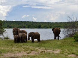 draußen, Tier, Säugetier, Wolke, Elefant, Gras, Himmel, Elefanten und Mammuts, Wasser, Indischer Elefant, Pflanze, Baum, Asiatischer Elefant, Afrikanischer Elefant, Safari, Landtier, Wildleben, Stoßzahn, Fluss, stehend, Feld, See, Landschaft