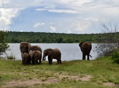 draußen, Tier, Säugetier, Wolke, Elefant, Gras, Himmel, Elefanten und Mammuts, Wasser, Indischer Elefant, Pflanze, Baum, Asiatischer Elefant, Afrikanischer Elefant, Safari, Landtier, Wildleben, Stoßzahn, Fluss, stehend, Feld, See, Landschaft