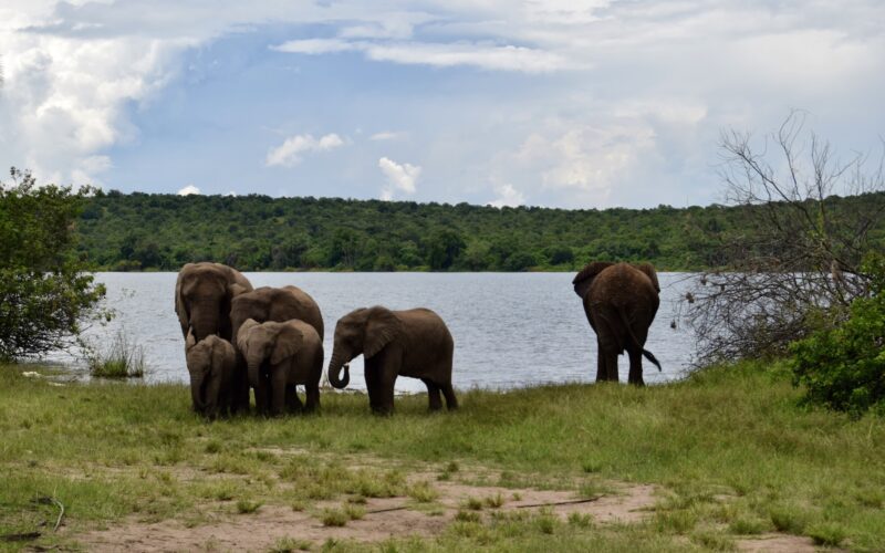 draußen, Tier, Säugetier, Wolke, Elefant, Gras, Himmel, Elefanten und Mammuts, Wasser, Indischer Elefant, Pflanze, Baum, Asiatischer Elefant, Afrikanischer Elefant, Safari, Landtier, Wildleben, Stoßzahn, Fluss, stehend, Feld, See, Landschaft