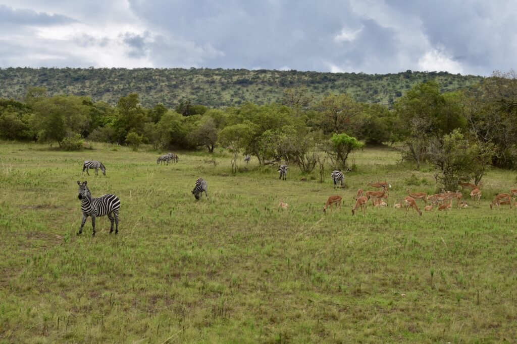 draußen, Gras, Wolke, Feld, Pflanze, Himmel, Grasland, Savanne, Weide, Baum, Wiese, Prärie, Zebra, Steppe, Buschland, Pflanzengesellschaft, Säugetier, Flachland, Tier, Grasen, Landschaft, stehend, Natur