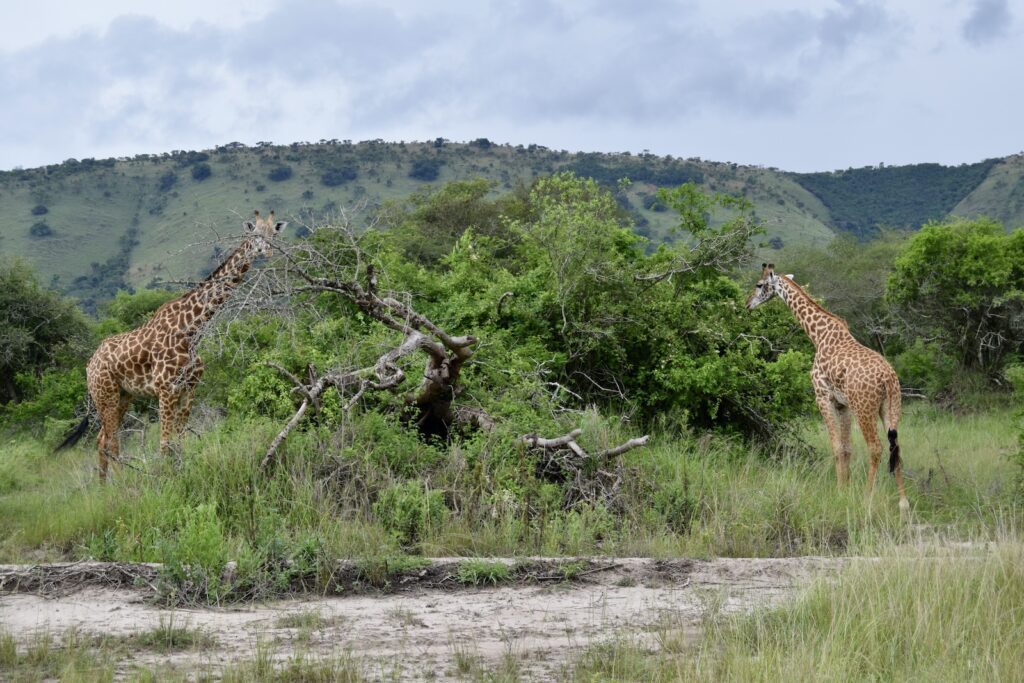 Tier, draußen, Säugetier, Wildleben, Baum, Landtier, Pflanze, Himmel, Giraffe, Gras, Safari, Giraffenartige, Savanne, Wolke, Buschland, Pflanzengesellschaft, stehend, Umwelt, Nationalpark, Wildnis, Feld, Ökoregion, Vegetation, Berg, Gelände, Natur