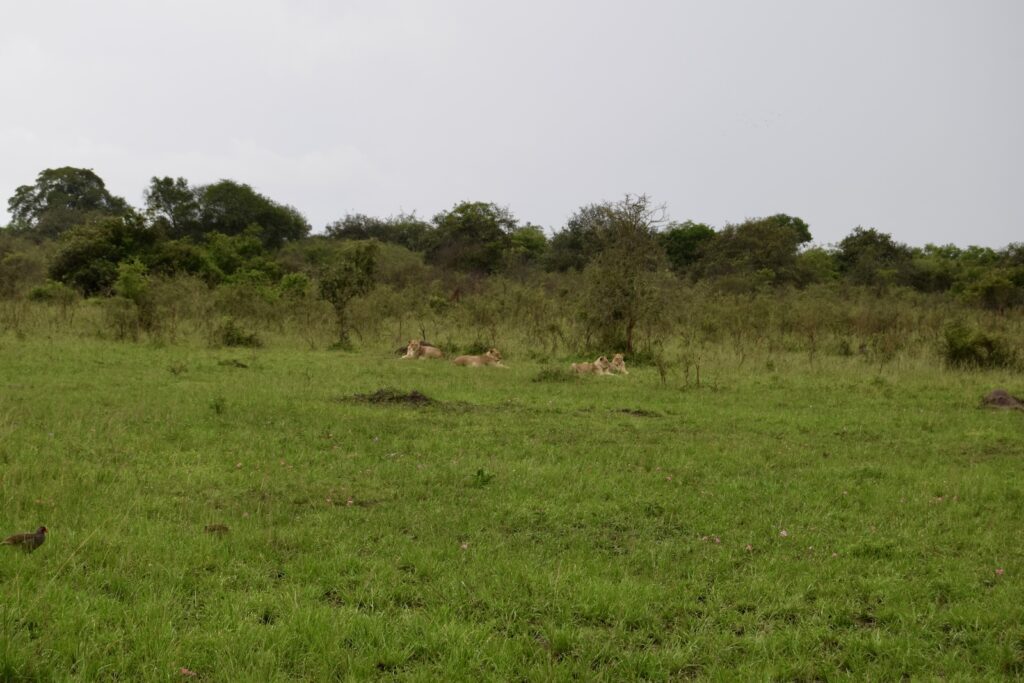 Gras, draußen, Himmel, Feld, Grasland, Weide, Savanne, Pflanze, Wiese, Baum, Prärie, Steppe, Flachland, Wildleben, Umwelt, Pflanzengesellschaft, Buschland, Futter, Säugetier, Landgebiet, Safari, Grundstück, Landtier, Grasen, Grün, Antilope, Tier, Natur, Saftig, Landschaft
