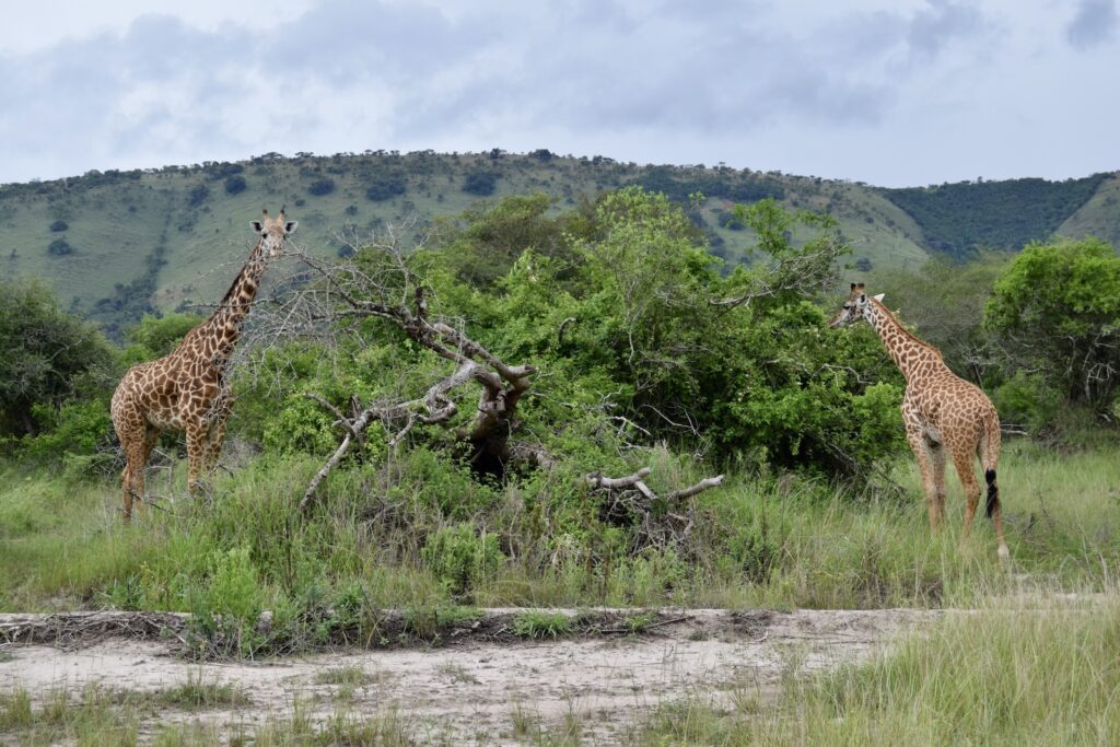 Tier, draußen, Säugetier, Baum, Wildleben, Landtier, Giraffe, Pflanze, Himmel, Gras, Safari, Giraffenartige, Savanne, Wolke, Buschland, Pflanzengesellschaft, Umwelt, stehend, Nationalpark, Wildnis, Feld, Ökoregion, Vegetation, Naturreservat, Berg, Natur