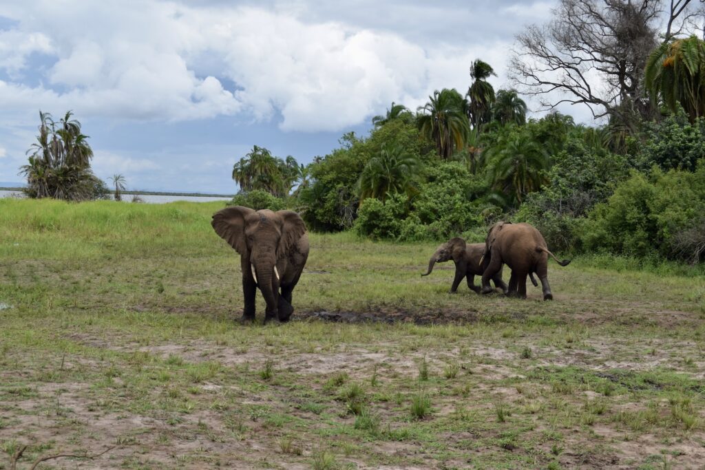 draußen, Tier, Säugetier, Wolke, Gras, Himmel, Baum, Landtier, Pflanze, Feld, Wildleben, Safari, Grasen, Herde, Weide, Elefant, Gehen, stehend