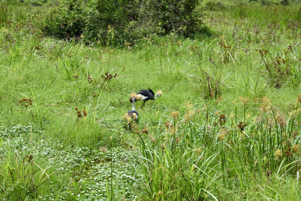 draußen, Wiese, Vetiver, Grasland, Feld, Vogel, Gras, Pflanze