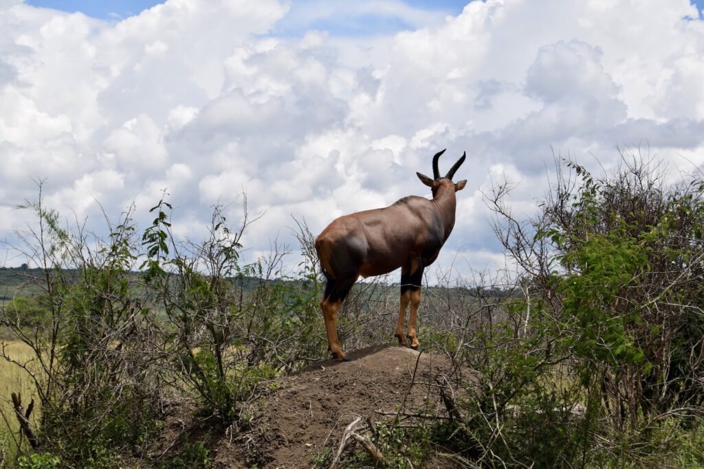 Tier, Säugetier, Antilope, draußen, Himmel, Wolke, Wildleben, Landtier, Pflanze, Geweih, Horn, Gras, stehend