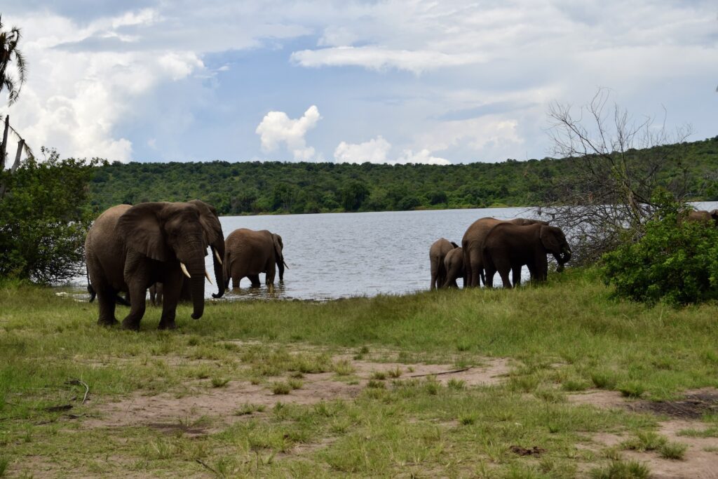 draußen, Wolke, Tier, Säugetier, Gras, Himmel, Baum, Elefant, Pflanze, Wasser, Elefanten und Mammuts, Herde, Indischer Elefant, Asiatischer Elefant, Wildleben, Fluss, Feld, stehend, Grasen, See, Safari, Natur