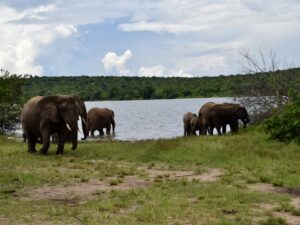 draußen, Wolke, Tier, Säugetier, Gras, Himmel, Baum, Elefant, Pflanze, Wasser, Elefanten und Mammuts, Herde, Indischer Elefant, Asiatischer Elefant, Wildleben, Fluss, Feld, stehend, Grasen, See, Safari, Natur