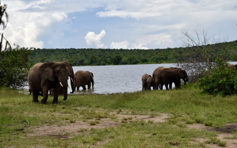 draußen, Wolke, Tier, Säugetier, Gras, Himmel, Baum, Elefant, Pflanze, Wasser, Elefanten und Mammuts, Herde, Indischer Elefant, Asiatischer Elefant, Wildleben, Fluss, Feld, stehend, Grasen, See, Safari, Natur
