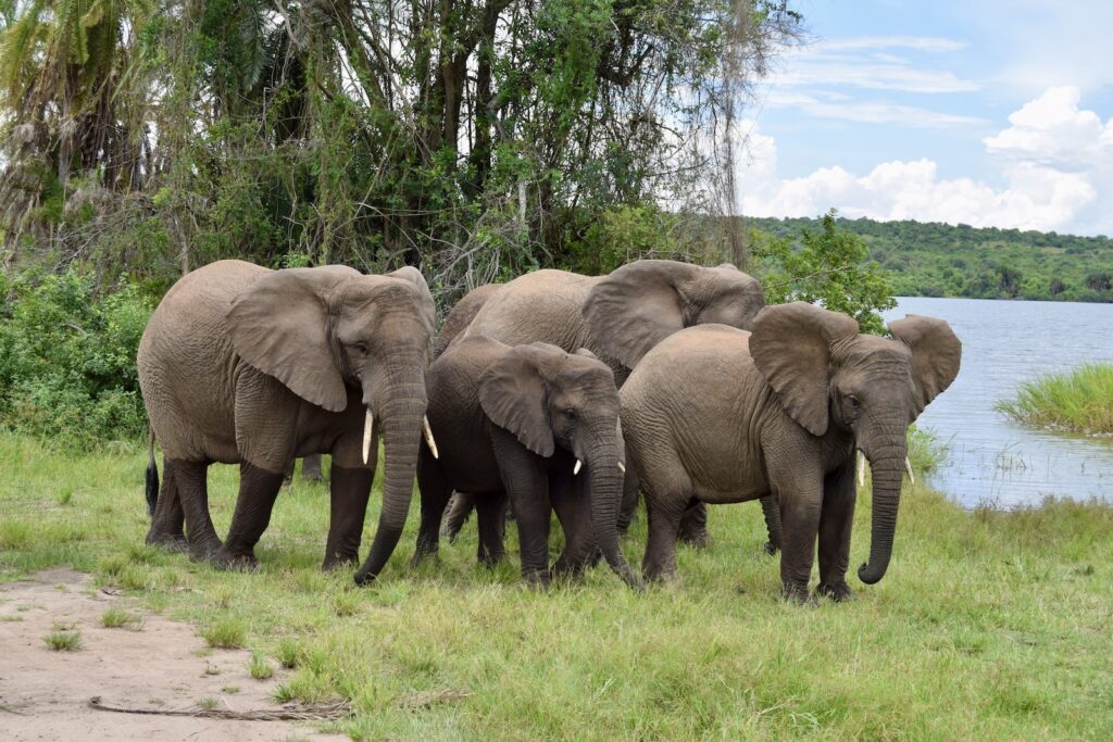 Tier, draußen, Säugetier, Elefant, Gras, Baum, Himmel, Pflanze, Elefanten und Mammuts, Indischer Elefant, Asiatischer Elefant, Wolke, Afrikanischer Elefant, Wildleben, Landtier, Safari, Stoßzahn, Wasser, Fluss, Gehen, stehend, Gruppe, Gelände