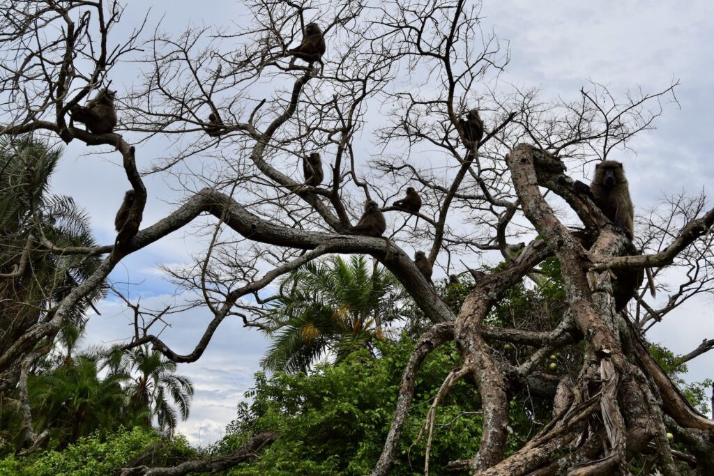 Baum, draußen, Himmel, Zweig, Wolke, Tier, Dschungel, sitzen, Adler, Vogel, Wildleben, Natur