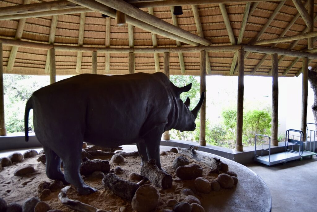 Tier, Säugetier, Zoo, Nutztiere, Gelände, stehend, draußen, Elefant, Groß, Gehege, Im Haus, Stein, Rhinozeros