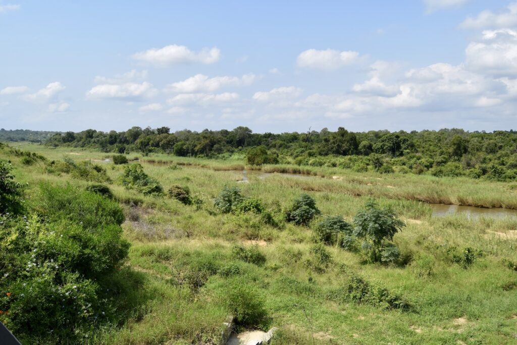 draußen, Gras, Wolke, Himmel, Pflanze, Pflanzengesellschaft, Baum, Buschland, Grasland, Vegetation, Landgebiet, Feld, Prärie, Steppe, Savanne, Grundstück, Umwelt, Wiese, Flachland, Landschaft, Natur, Saftig