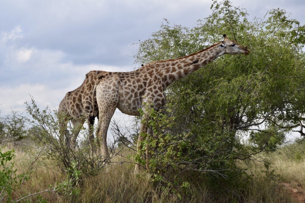 Tier, Säugetier, draußen, Baum, Wildleben, Himmel, Landtier, Pflanze, Safari, Giraffe, Wolke, Savanne, Gras, Giraffenartige, Pflanzengesellschaft, Buschland, stehend, Pinsel, Feld