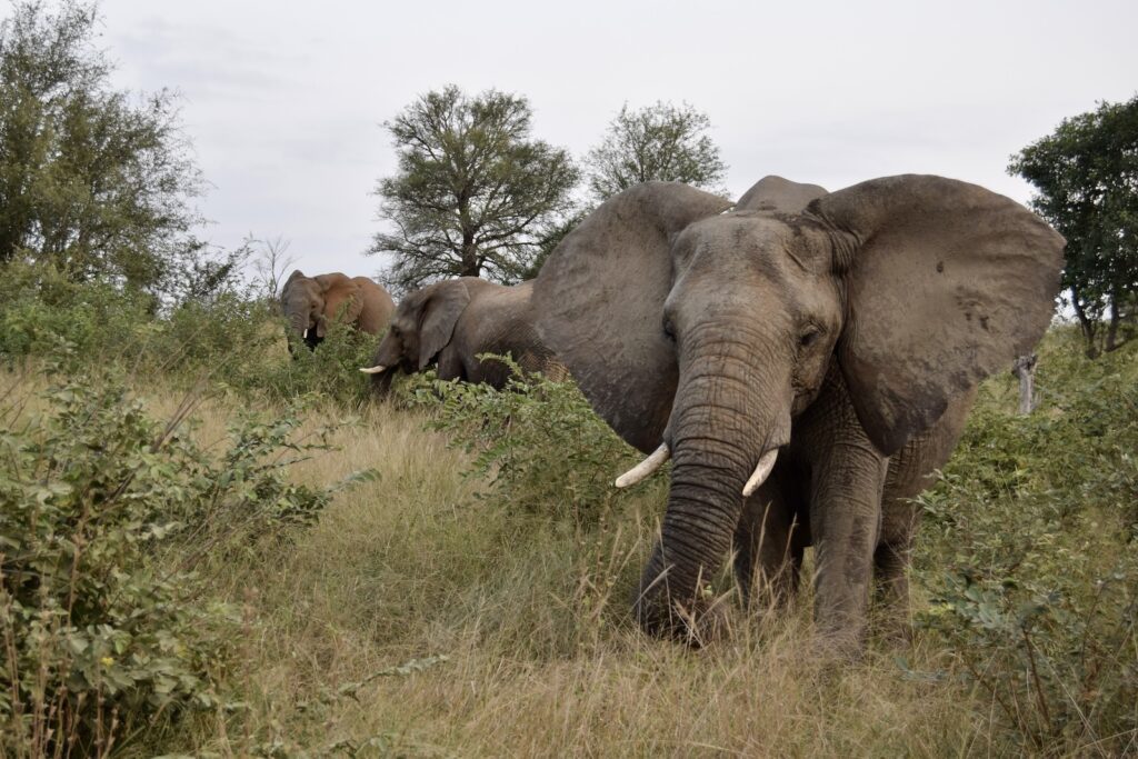 Tier, Säugetier, draußen, Elefant, Pflanze, Wildleben, Landtier, Baum, Gras, Himmel, Elefanten und Mammuts, Safari, Indischer Elefant, Asiatischer Elefant, Afrikanischer Elefant, Stoßzahn, stehend, Feld