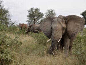 Tier, Säugetier, draußen, Elefant, Pflanze, Wildleben, Landtier, Baum, Gras, Himmel, Elefanten und Mammuts, Safari, Indischer Elefant, Asiatischer Elefant, Afrikanischer Elefant, Stoßzahn, stehend, Feld