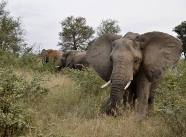 Tier, Säugetier, draußen, Elefant, Pflanze, Wildleben, Landtier, Baum, Gras, Himmel, Elefanten und Mammuts, Safari, Indischer Elefant, Asiatischer Elefant, Afrikanischer Elefant, Stoßzahn, stehend, Feld