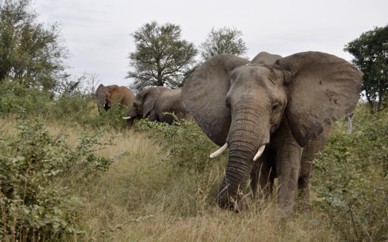 Tier, Säugetier, draußen, Elefant, Pflanze, Wildleben, Landtier, Baum, Gras, Himmel, Elefanten und Mammuts, Safari, Indischer Elefant, Asiatischer Elefant, Afrikanischer Elefant, Stoßzahn, stehend, Feld