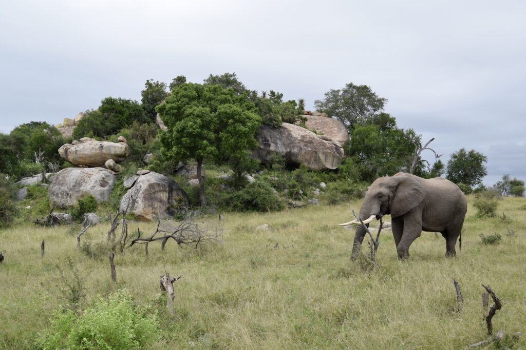 draußen, Tier, Säugetier, Gras, Pflanze, Himmel, Baum, Wildleben, Landtier, Safari, Elefant, Wolke, Savanne, Feld, Stoßzahn, Elefanten und Mammuts, Herde, Pflanzengesellschaft, Indischer Elefant, stehend, Gehen, Stein, Grasen