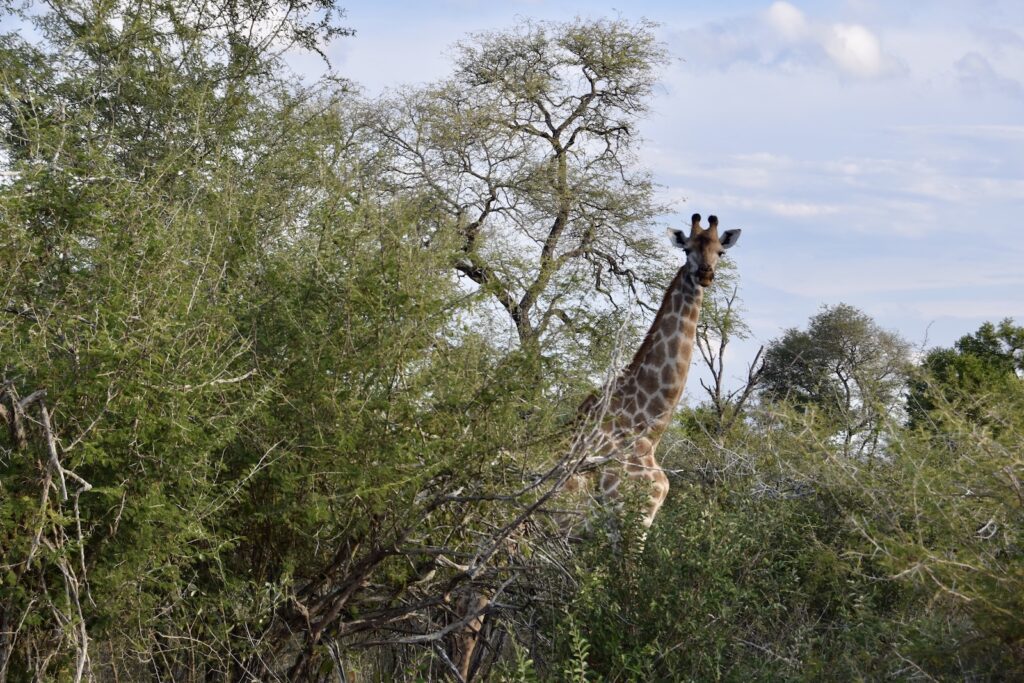 Tier, Säugetier, Baum, draußen, Giraffe, Himmel, Wildleben, Landtier, Pflanze, Giraffenartige, Wolke, Vegetation, Zweig, Umwelt, Pflanzengesellschaft, stehend, Pinsel, Blatt